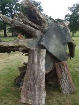 The remaining stump and roots of the 159-year-old dead oak tree felled at the 2008 Oak Fair. The rest of the tree has been used by various crafts people to create a variety of products and tributes to the oak